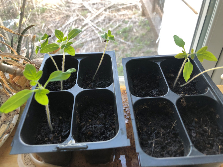 seedlings in cells