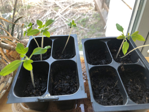 seedlings in cells
