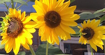 sunflowers