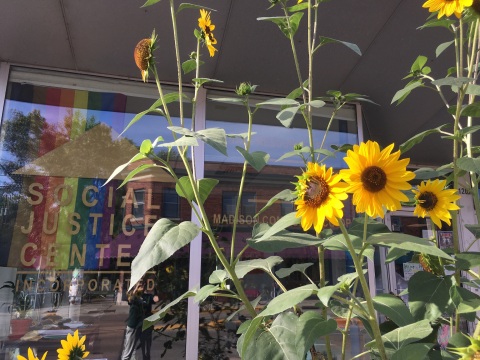 Sunflowers in front of Social Justice Center